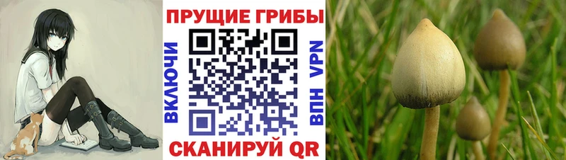 omg ссылки  Куса  Галлюциногенные грибы Cubensis  закладки 